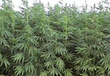 Ağdaşda yabanı halda bitən küllü miqdarda narkotik məhv edilib