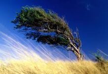 Güclü külək rayonlarda ciddi fəsadlar törətdi – Foto