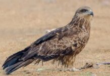 Qara çalağanı qanunsuz saxlayan şəxs cərimələnib