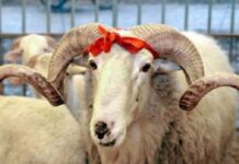 Qida Təhlükəsizliyi Agentliyi Qurban bayramı ilə bağlı əhaliyə müraciət edib