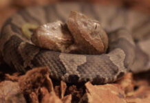 Almaniyada ikibaşlı ilan aşkarlanıb