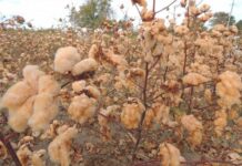 Ölkədə ilk dəfə rəngli pambıq yetişdirilib