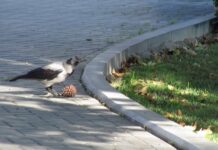 Zoologiya İnstitutu: Bakının mərkəzində gördüyümüz quşlar əslində qarğa deyil