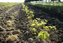 Çindən ölkəmizə gətirilən tut tinglərinin 50 mini Qəbələ rayonunda əkilib