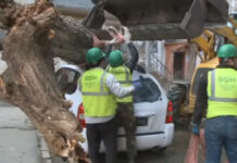 Bakıda ağac avtomobilin üzərinə aşdı