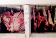 Zaqatalada 84 kq mənşəyi məlum olmayan ət aşkar edilib