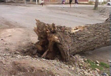 Bakıda güclü külək 100-ə yaxın ağaca ziyan vurub