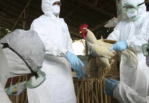 Azərbaycana Rusiya və Şotlandiyadan quşçuluq məhsullarının idxalına məhdudiyyət qoyulub quş