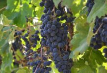 Azərbaycan yeni şərab brendlərini Belçika və Çinə satacaq