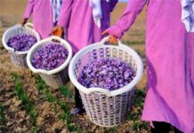 Dünyanın 12 ən bahalı vegetarian məhsulu arasında Abşeron zəfəranı ikinci olub