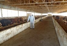 Salyanda heyvanlar arasında profilaktik peyvəndləmə və diaqnostik müayinə tədbirləri davam etdirilir