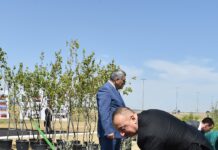 Prezident İlham Əliyev ulu öndər Heydər Əliyevin doğum gününə həsr olunan ağacəkmə aksiyasında iştirak edib