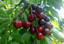 Azərbaycan Meyvə-Tərəvəz İstehsalçıları və İxracatçıları Assosiasiyası: “Hazırda gilas Rusiyaya ixrac edilir”