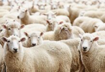 Azərbaycanda Qurban bayramı qeyd edilir Qurban bayramı