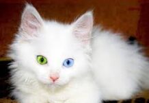 Çin klonlaşdırılmış pişiklərin kütləvi ticarətinə başlayır