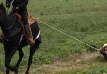 Azərbaycanda qadını ata bağlayaraq sürüyüblər – YENİLƏNİB