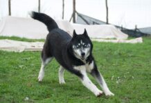 Bakıda cins it oğurlanıb