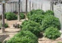 Maştağada istixanada narkotik bitkilər əkib-becərən saxlanıldı istixanada narkotik bitki