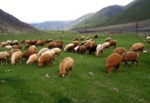 Göyçayda qoyun sürüsünün altında qalaraq ölən şəxs müğənni imiş qoyun sürüsü