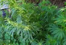 Ağdaşda 1 tondan çox narkotik bitki yandırılıb “Xaş–xaş 2020” əməliyyat-axtarış və profilaktik tədbirlər planı