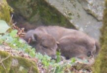 Şahdağ Milli Parkında daha bir zubr balası dünyaya gəldi zubr balası