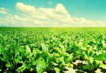 Füzulidə 270 hektar sahədə şəkər çuğunduru becərilir şəkər çuğunduru