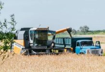 Azərbaycanda taxıl sahələrinin 46%-də biçin başa çatıb taxıl sahələri