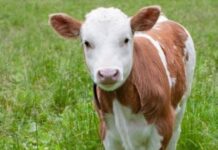 Neftçalada altı ay ərzində süni mayalanma yolu ilə 1433 baş buzov alınıb buzov