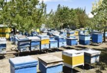 Ağcabədi rayonunda 272 arıçıya subsidiya veriləcək arı