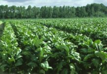 Yaponiya Azərbaycanda tütünçülük sahəsinə 40 milyon dollar investisiya yerləşdirməyi planlaşdırır tütünçülük sahəsi