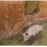 Qubadlının məscidi donuzxanaya çevrilib