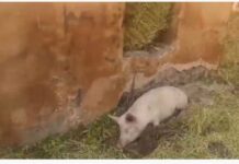 Qubadlının məscidi donuzxanaya çevrilib Qubadlının məscidi donuzxanaya çevrilib