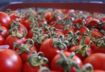 Azərbaycanın 55 şirkəti dəmir yolu ilə Rusiyaya pomidor və alma ixrac edə biləcək pomidor