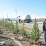 Şamaxıda ağacəkmə aksiyası keçirilib