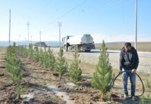 Şamaxıda ağacəkmə aksiyası keçirilib Şamaxıda ağacəkmə aksiyası keçirilib