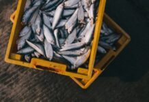 Neftçalada 3 milyon manat kapitalla balıqçılıq müəssisəsi yaradılıb balıq