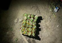 Meşədə narkotik yetişdirən şəxs saxlanılıb Meşədə narkotik