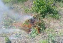 Ağdamın azad olunan ərazisində narkotik plantasiyası aşkarlandı narkotik