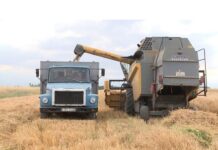 Ağcabədi taxılçıları zəmilərdən 145 min tona yaxın məhsul toplayıblar taxıl biçini