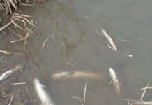 Ermənistanla əlbir olan Almaniya hökuməti Oxçuçay terrorunu ört-basdır etməyə çalışır Oxçuçay