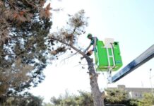 Bakıda xəstə ağaclar utilizasiya edilir ağac kəsimi