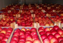 Azərbaycanın beş müəssisəsindən Rusiyaya alma ixracına icazə verilib alma ixracı