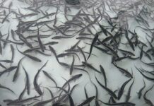 Şəmkir və Yenikənd su anbarlarına balıq körpələri buraxılıb balıq körpələri