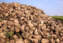 Füzuli rayonunun işğaldan azad edilmiş ərazisində şəkər çuğunduru yığımı davam edir şəkər çuğunduru