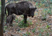 Şahdağ Milli Parkında daha bir zubr balası dünyaya gəlib zubr