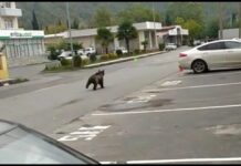 Balakənin mərkəzində peyda olan ayı sakinləri qorxuya saldı Balakənin mərkəzində peyda olan ayı