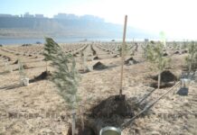 Bakıda genişmiqyaslı ağacəkmə aksiyası keçirilib ağacəkmə aksiyası