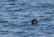 İstanbul boğazında partlayıcı maddə aşkar olunub mina