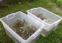 Həkəri və Bərgüşad çaylarına balıq körpələri buraxılıb Həkəri və Bərgüşad çaylarına balıq körpələri buraxılıb