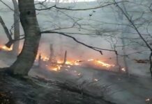 Oğuzda baş verən yanğın meşə fondu ərazisinə keçib yanğın